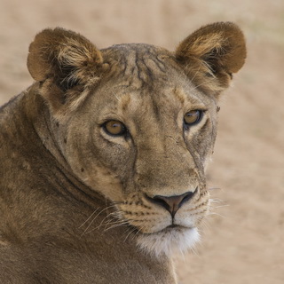 Samburu - Close-up lioness